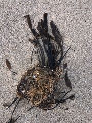 Laminaria sinclairii