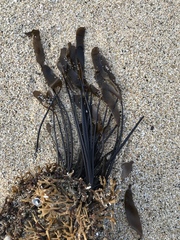 Laminaria sinclairii