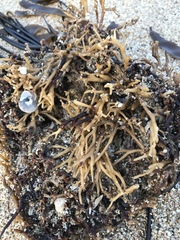 Laminaria sinclairii