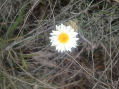 Leucochrysum albicans