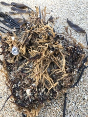 Laminaria sinclairii