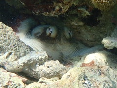 Octopus insularis