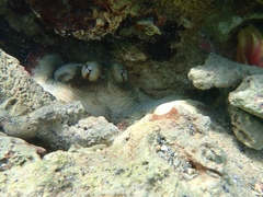 Octopus insularis
