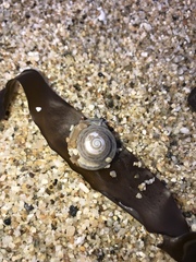 Calliostoma tricolor