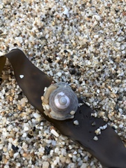 Calliostoma tricolor