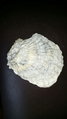 Ostrea angasi