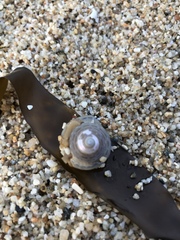 Calliostoma tricolor