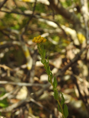 Image of Achillea ageratum by (c) Duarte Frade, some rights reserved (CC BY)