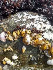 Brachidontes granulatus