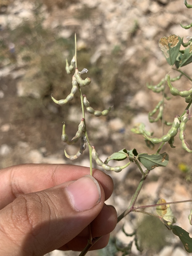 Trigonella strangulata