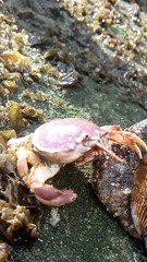 Pseudocorystes sicarius