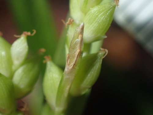 Image of Carex abscondita by (c) John Baur, some rights reserved (CC BY)