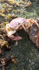 Pseudocorystes sicarius