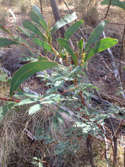 Acacia rubida