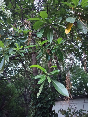 Image of Alstonia macrophylla by (c) Rama Narayanan, some rights reserved (CC BY)