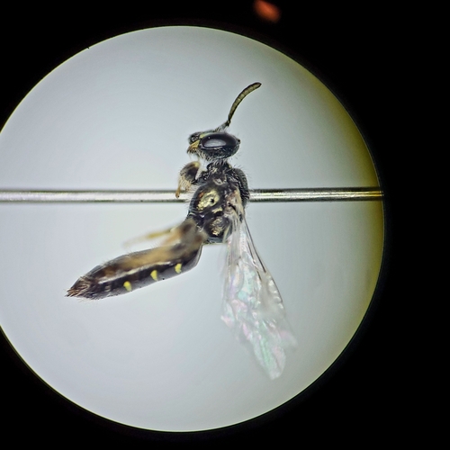 Perdita bradleyi