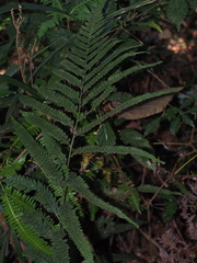 Microlepia calvescens