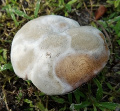 Hypomyces