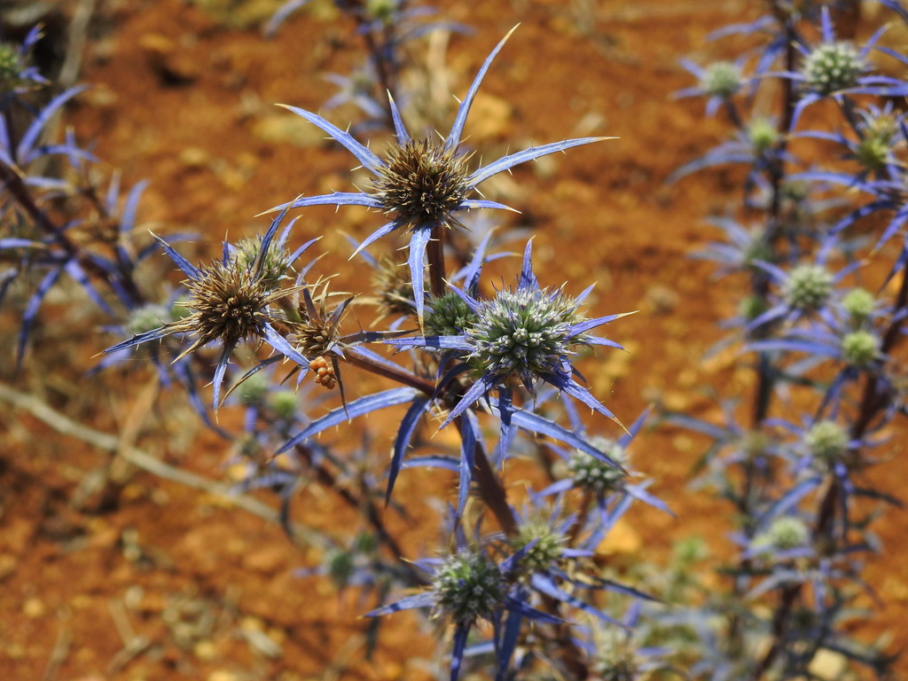 Eryngium dilatatum