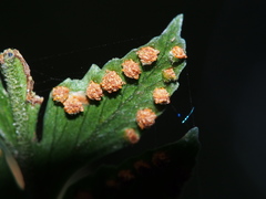 Microlepia calvescens