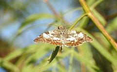 Chiomara asychis