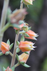 Echeveria heterosepala