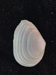 Austromacoma constricta