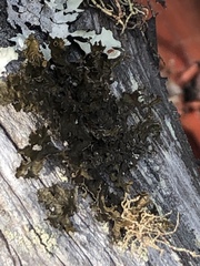 Tuckermanopsis chlorophylla