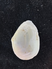 Austromacoma constricta