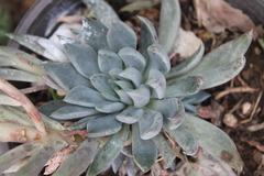 Echeveria heterosepala