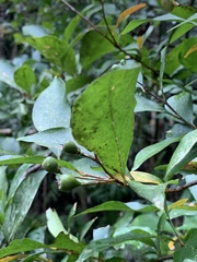 Pourthiaea