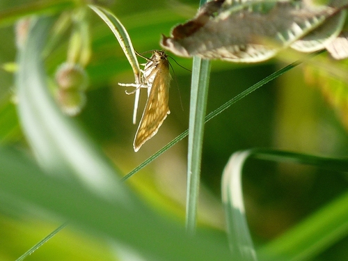 Lesser Pearl, Südoststeiermark, Österreich, photo 8 of 10