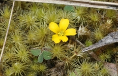 Oxalis radicosa