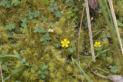 Oxalis radicosa