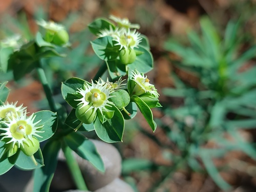 Euphorbia sarcodes