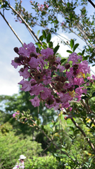 Lagerstroemia speciosa image