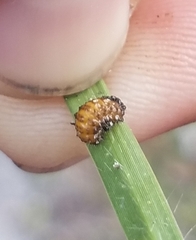 Coleoptera