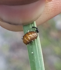 Coleoptera