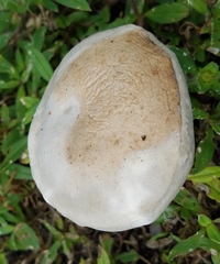 Hypomyces
