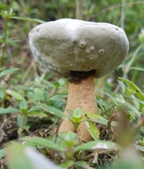 Hypomyces