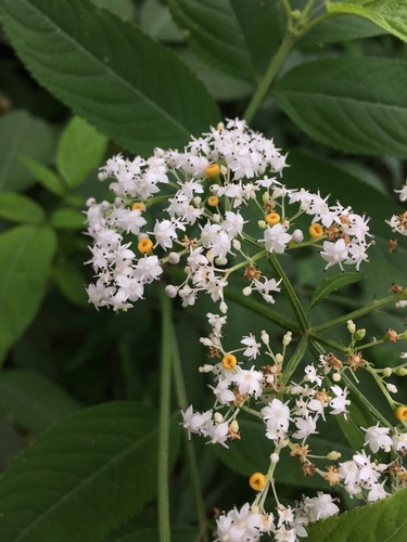 Chinese Elderberry (Sambucus javanica)
