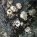 Barnacles - Photo (c) Gary Griffith, some rights reserved (CC BY-NC-SA), uploaded by Gary Griffith