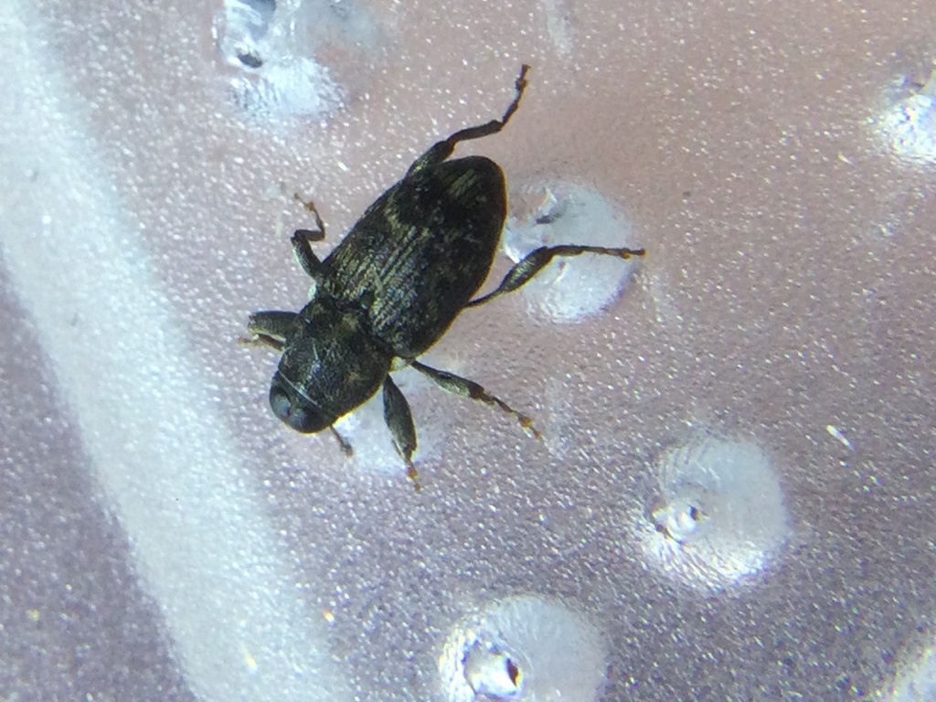 Euryommatus