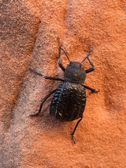 Philolithus sordidus