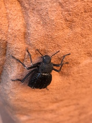 Philolithus sordidus