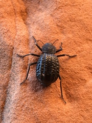 Philolithus sordidus
