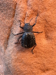 Philolithus sordidus