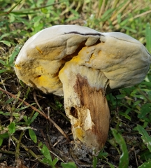 Hypomyces