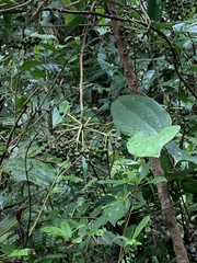Ardisia virens
