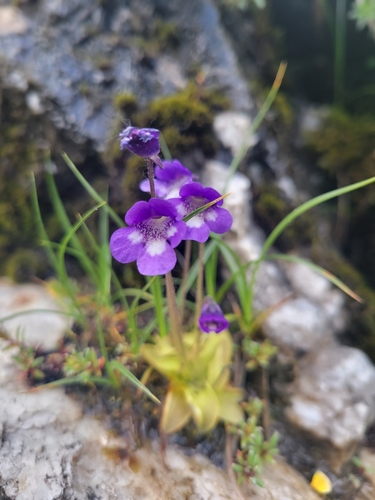Pinguicula leptoceras